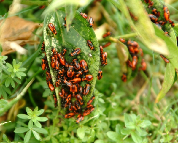 Tropidothorax leucopterus (Heteroptera, Lygaeidae)